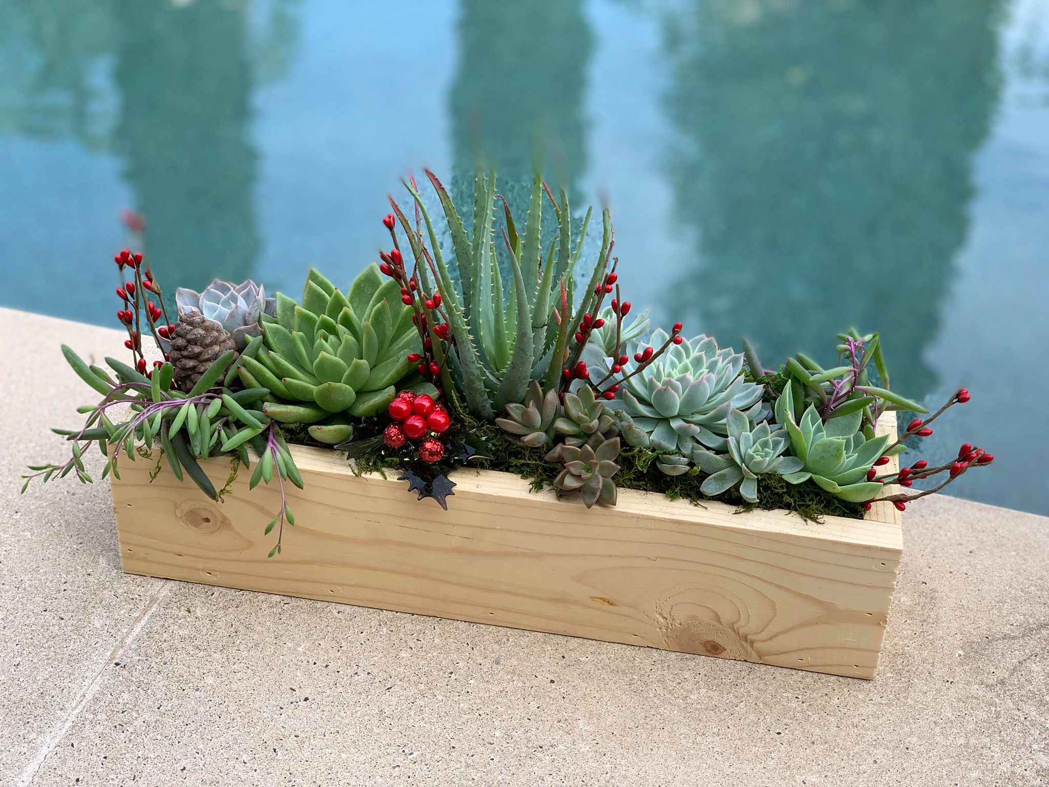 Holiday Succulent Workshop